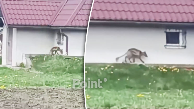 На Западе Украины из леса вышло странное животное.