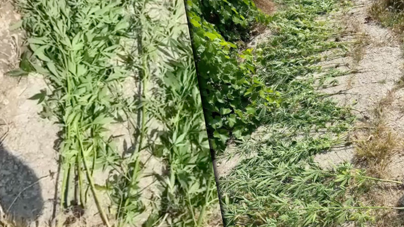 Chișinău: Zeci de plante de cânepă, depistate în gospodăria unui tânăr