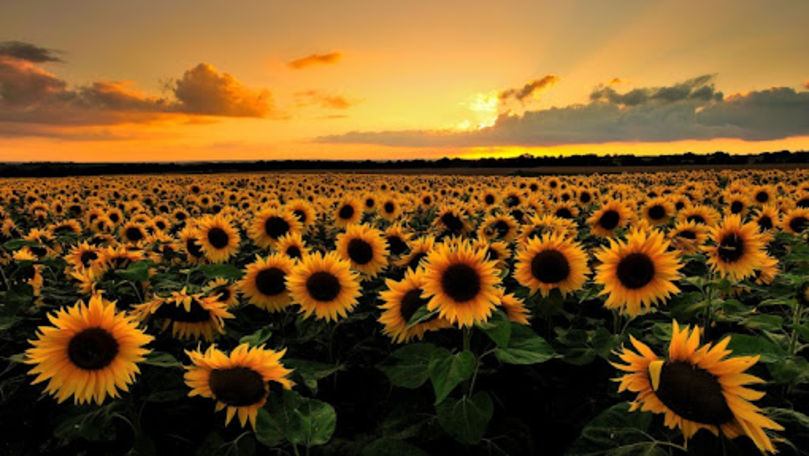 Recoltă record de floarea-soarelui. Cum va influența prețul la ulei