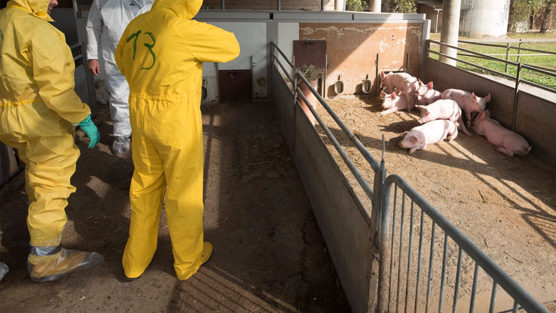 Alertă la Râșcani și Leova: Trei focare noi de pestă porcină africană