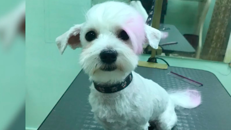 Un salon din Capitală oferă proceduri spa pentru animalele de companie