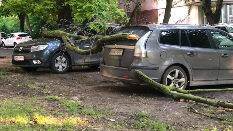 Două automobile, avariate de crengile căzute dintr-un copac