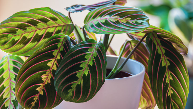 Ai auzit de planta care se roagă? Sfaturi utile cum să ai grijă de ea