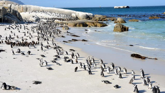 Studiu: Pingunii africani sunt alungați din habitat din cauza zgomotului