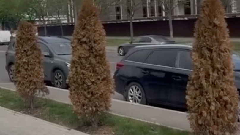 Arborii de tuia din sectorul Ciocana au fost otrăviți cu monoxid de azot