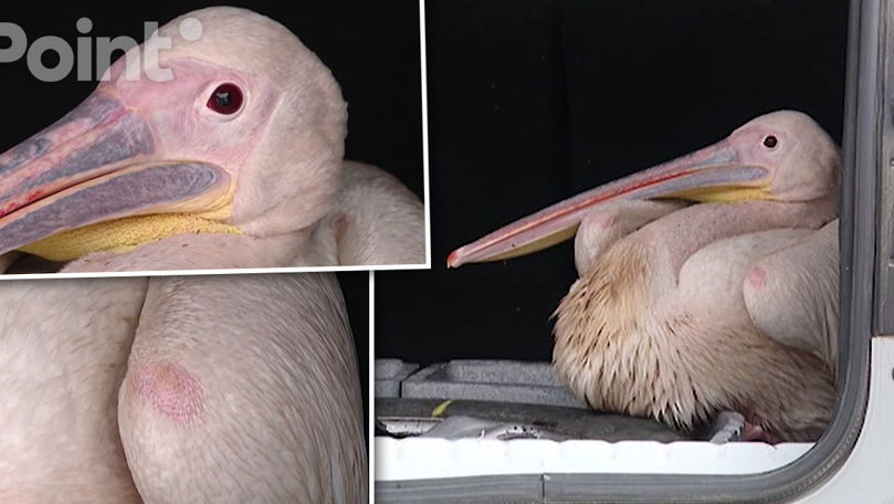 Un pelican rănit, salvat de inspectorii de mediu din Ialoveni.