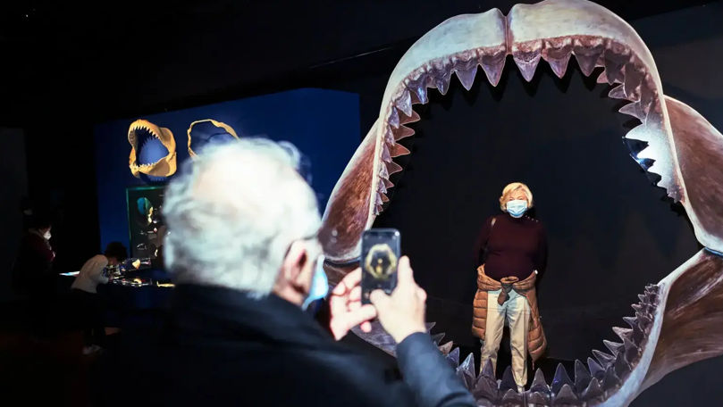 Ученые рассказали, почему вымерла самая большая акула на Земле.