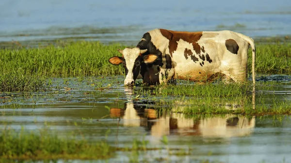 Câtă apă trebuie să consume animalele pe timp de caniculă