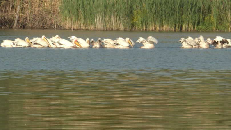Un piscicultor din Ialoveni riscă să falimenteze din cauza pelicanilor