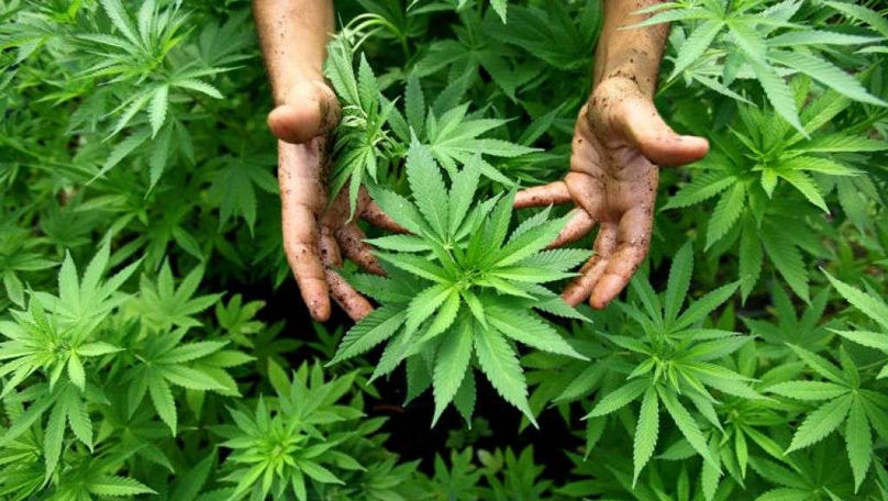 Cânepa, tot mai atractivă pentru agricultori: Statul promite ajutor