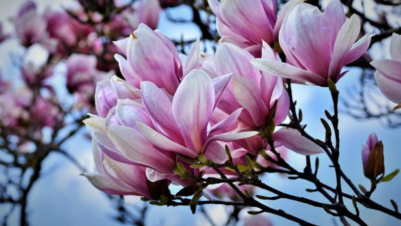 Explozie de culoare la Grădina Botanică. Au înflorit magnoliile