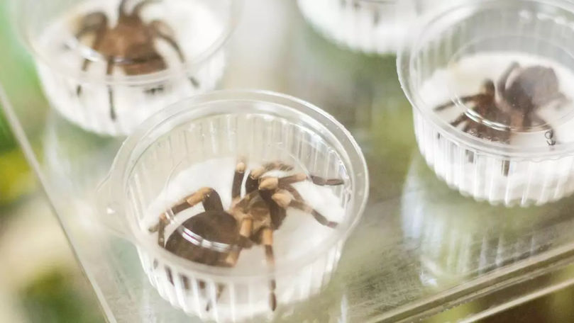 Peste 1.500 de tarantule, găsite în cutii de prăjituri în Germania