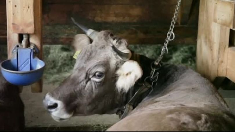 Elvețienii au decis prin vot să taie coarnele vacilor și caprelor