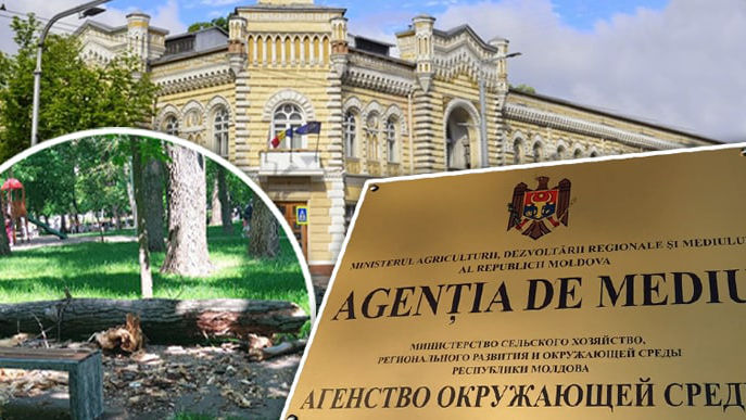 Cazul crengii prăbușite: Primăria Chișinău dă vina pe Agenția de Mediu