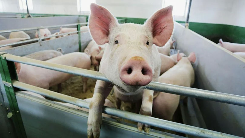 Половина свиноводческих ферм Румынии может закрыться к лету.