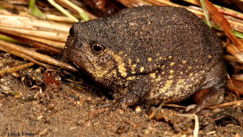 O nouă specie de broască a fost descoperită recent în Africa