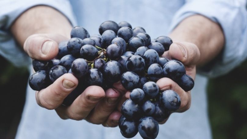 В холодильниках фермеров хранятся еще около тысячи тонн винограда.