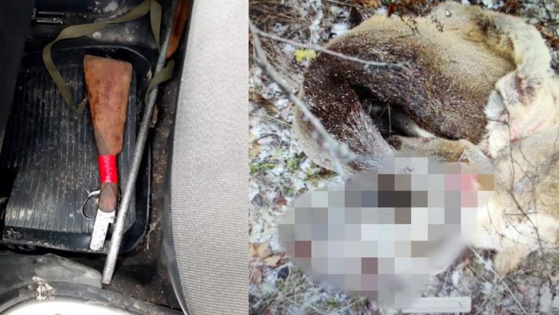 Un băiat din Fălești a împușcat o căprioară cu o armă deținută ilegal