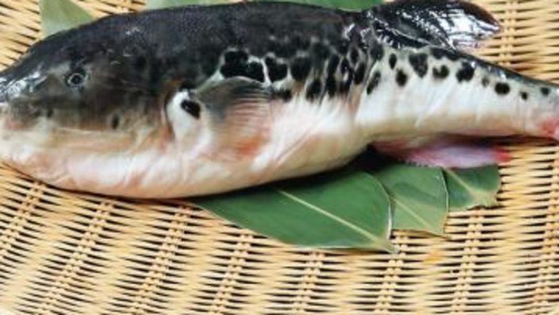 Cel mai periculos pește din lume a suferit o mutație genetică