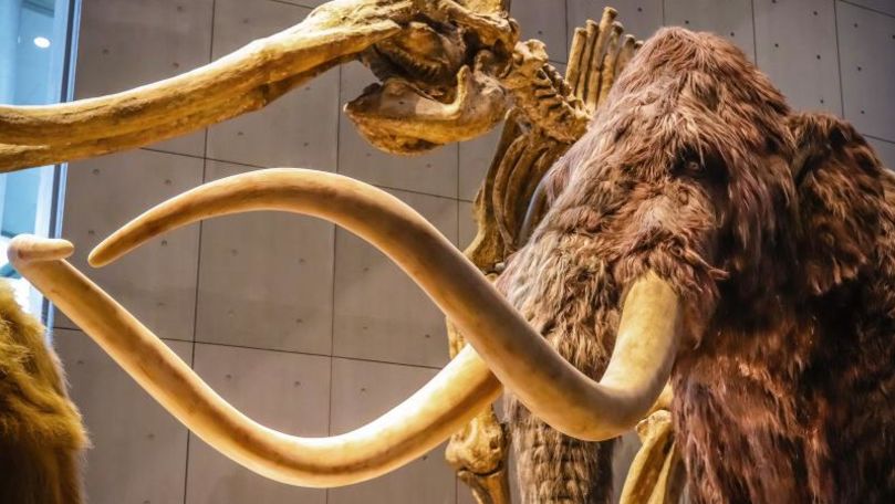 Un grup de cercetători au reușit să învie celulele unui mamut antic