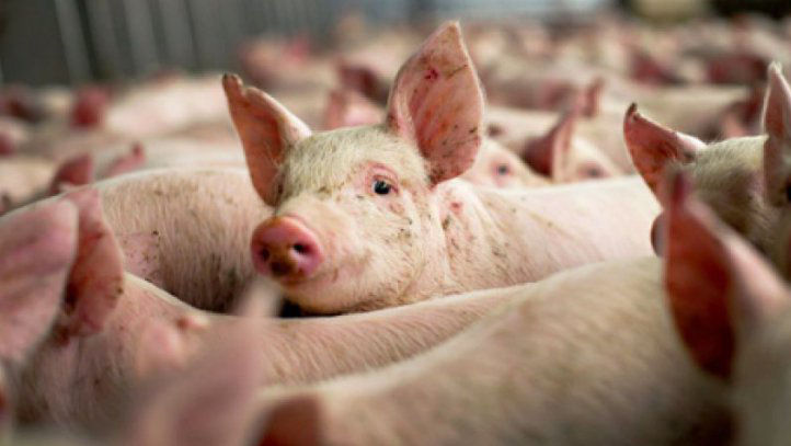 România: Pesta africană a ucis peste un sfert din efectivele de porcine