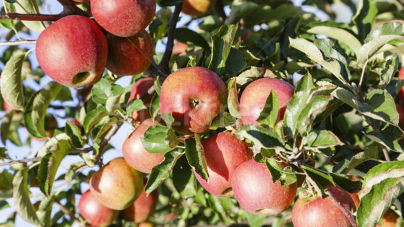 Rusia promite să excludă taxele vamale la importul de fructe din Moldova