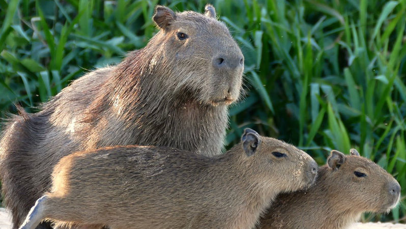 La Grădina Zoologică din Chișinău s-au născut doi pui de capibara