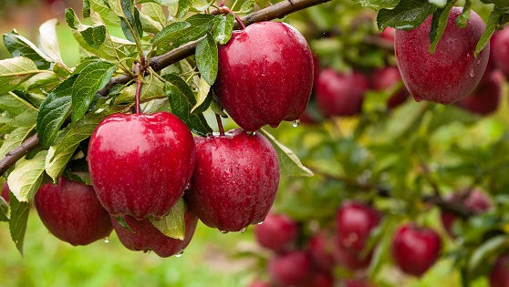 Record pentru agricultură: S-a dublat exportul de mere în Europa