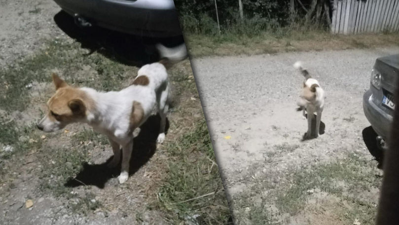 Un câine, surprins cum plânge în cimitir după ce i-a murit stăpânul