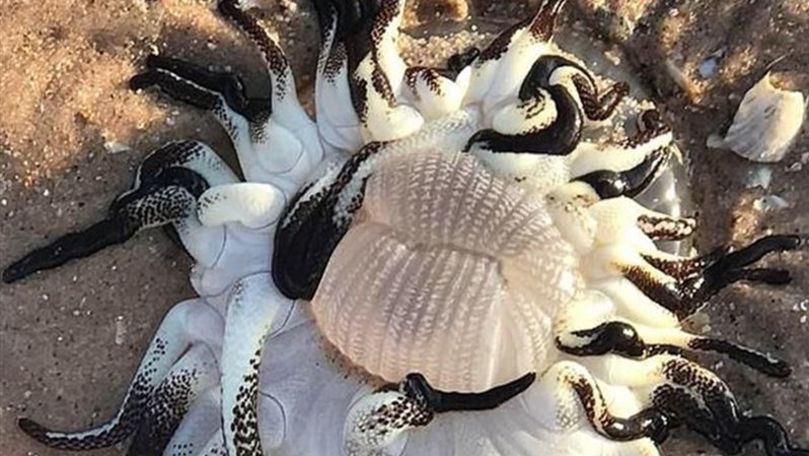Creatură ciudată cu zeci de tentacule pestrițe, găsită pe plajă