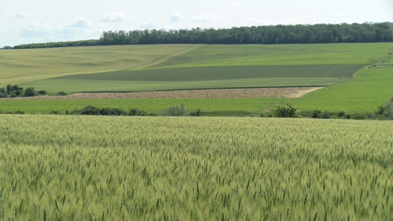 Condițiile bune pentru culturile agricole aduc speranță fermierilor