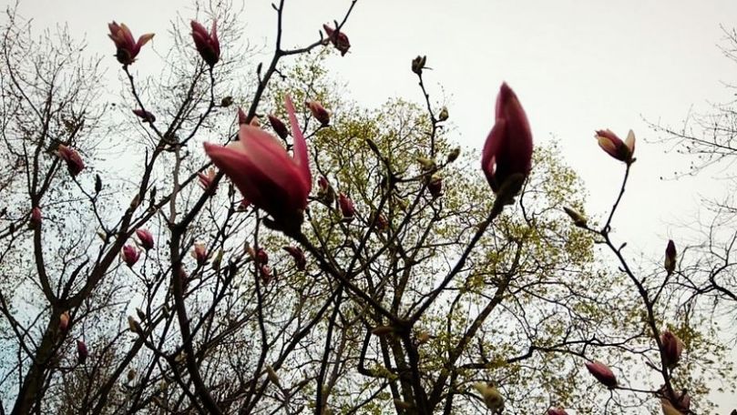 Cum arată magnoliile înflorite în parcul Dendrariu din Capitală