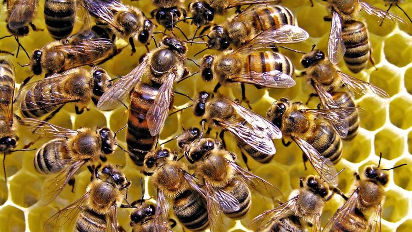 Fenomenul straniu prin care trec albinele în timpul eclipselor