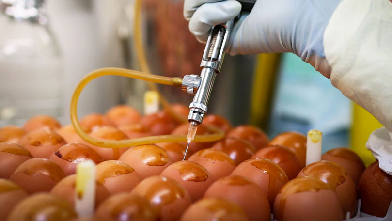 Генетики научились «программировать» куриные яйца на производство лекарств.