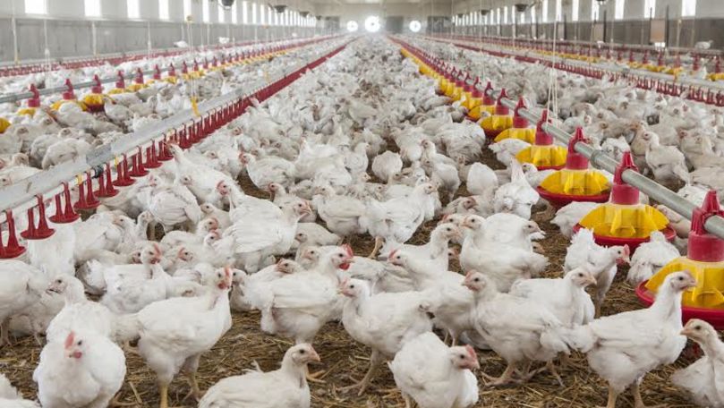 Moldova va impune embargo la importul de carne și ouă din Ucraina