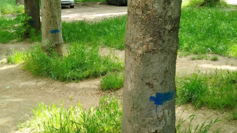 Ecologist: În Chișinău se vor tăia copaci sănătoși. Ce spune Primăria