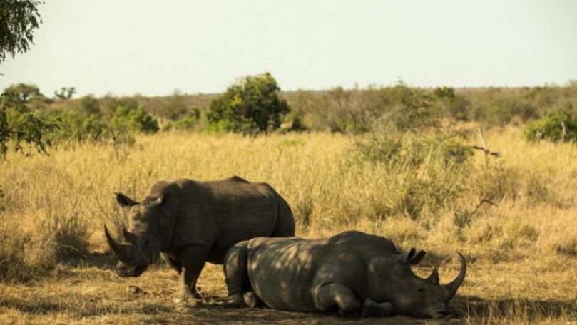 Pământul trece prin a șasea extincție în masă, iar oamenii sunt vinovați