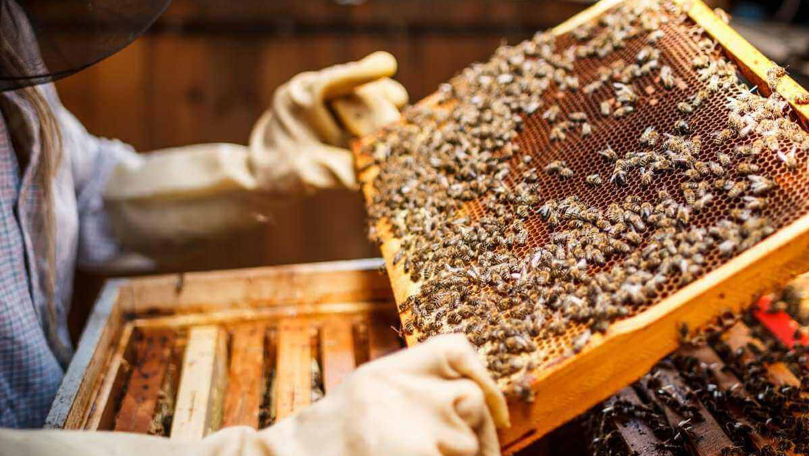 Scad exporturile de miere, iar apicultorii încep să-și vândă prisăcile