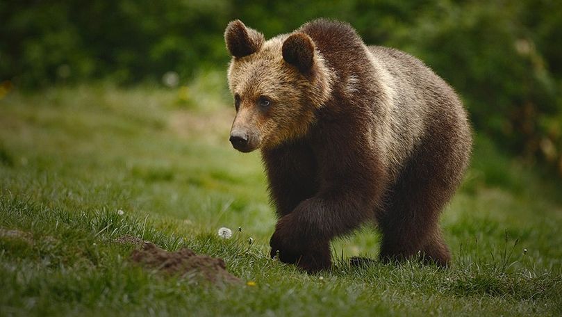 Pericolul pentru turiștii din România care vor selfie cu urșii