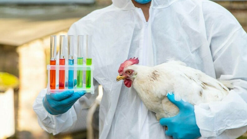 SUA: O femeie, infectată cu gripa aviară după ce a atins mai multe găini