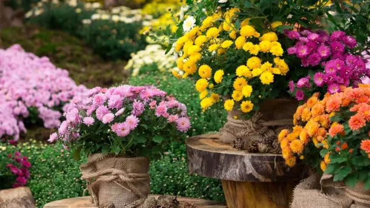 Super-florile toamnei care rezistă la frig. Te încântă cu parfumul lor