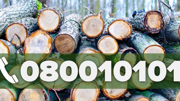 S-a lansat linia verde pentru informarea despre stocurile de lemne