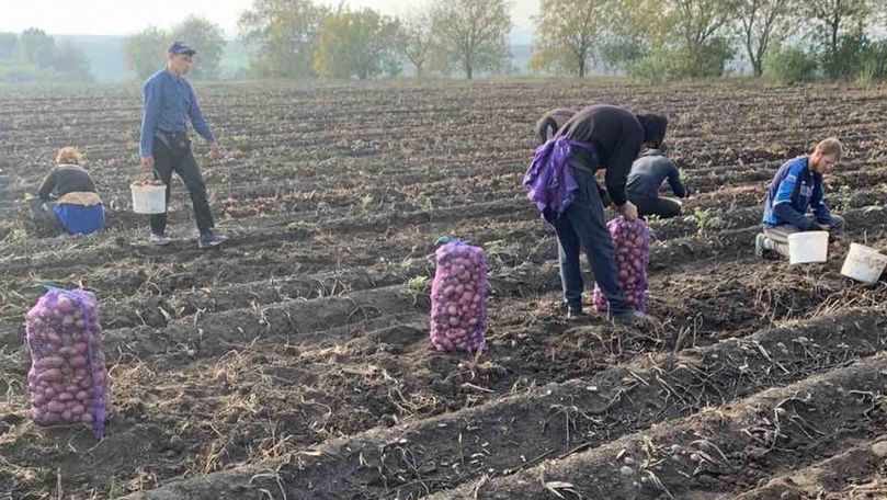 Violeta Ivanov comentează situația producătorilor de cartofi din Briceni
