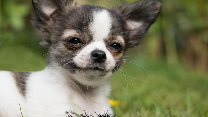 14 mai: Ziua internațională de apreciere a câinelui Chihuahua