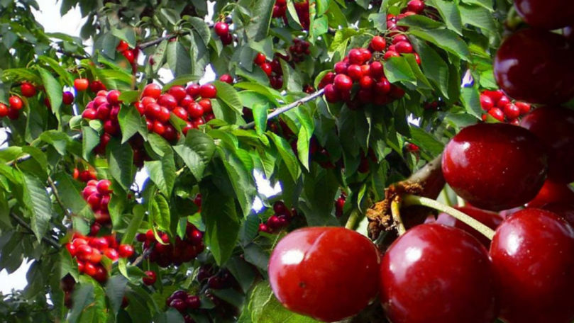 Ploile au adus pagube agricultorilor: Pomii de cireşi şi mere, afectaţi
