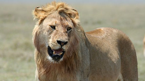 Safari mortal: Un turist a fost ucis de un leu în nord-vestul Namibiei