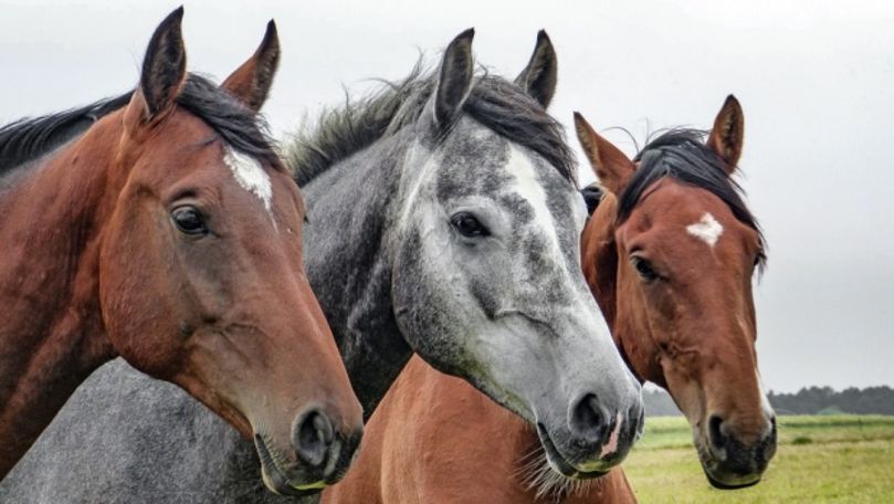 Cine este tânărul care a salvat patru cai de la abator