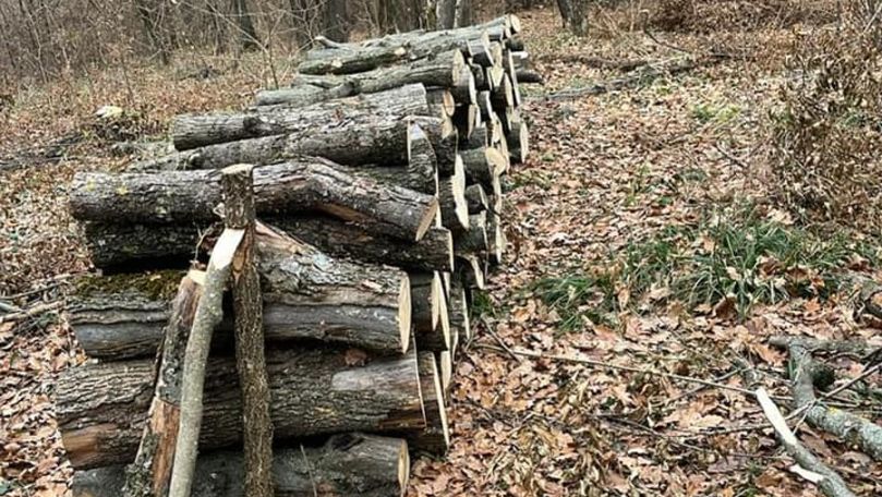 Alerta unui ex-primar de Chișinău: Pădurile rămân fără copaci. Trăim vremuri paradoxale 3 Alerta unui ex-primar de Chișinău: Se taie copaci în pădurea Ivancea