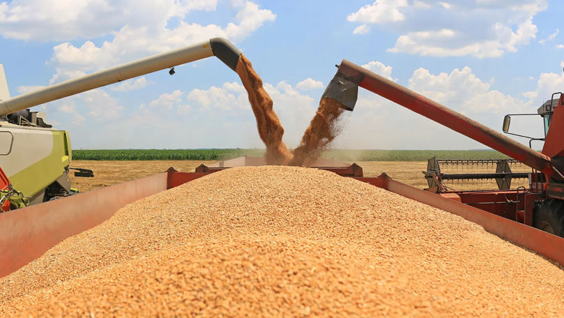 Rezervele de stat de grâu alimentar ating un nivel record