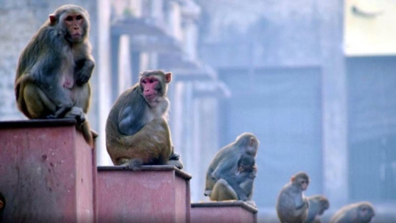 Caz tragic în India: Maimuțele au omorât o fetiță de 5 ani